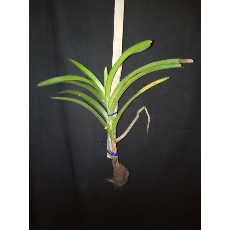 ID ANGGREK LIMBATA PANTAI - VANDA