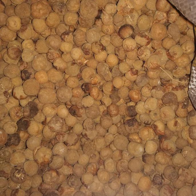 BIBIT BUAH 100 BIJI BUTIR POHON JATI SOLOMON UNGGUL