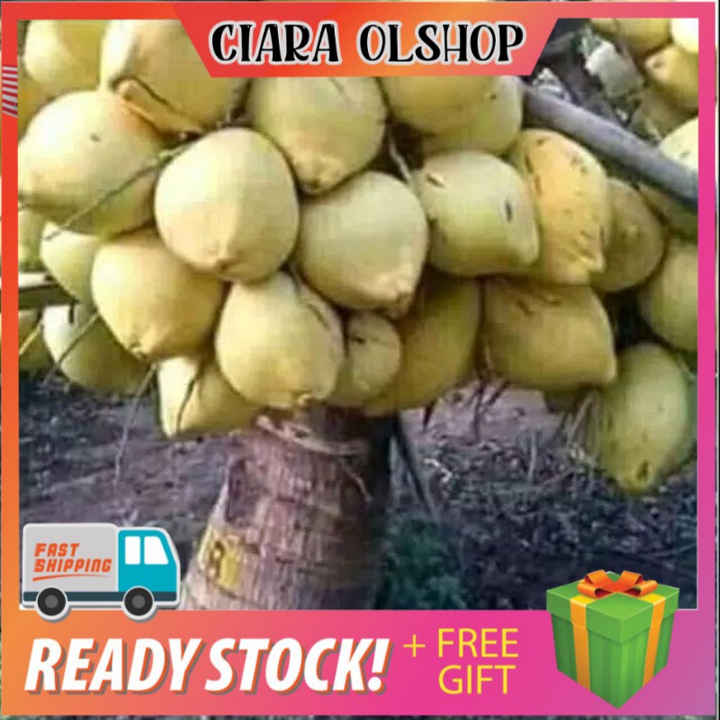 bibit kelapa hibrida kuning // kelapa hibrida kuning genjah