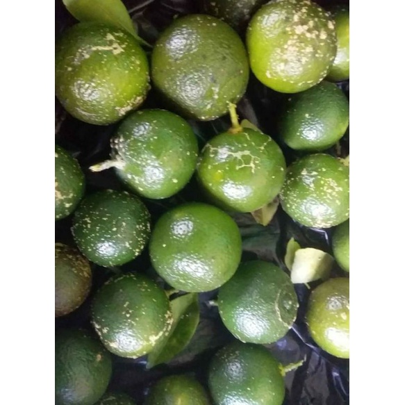 

Jeruk Sambal - 200 Gram