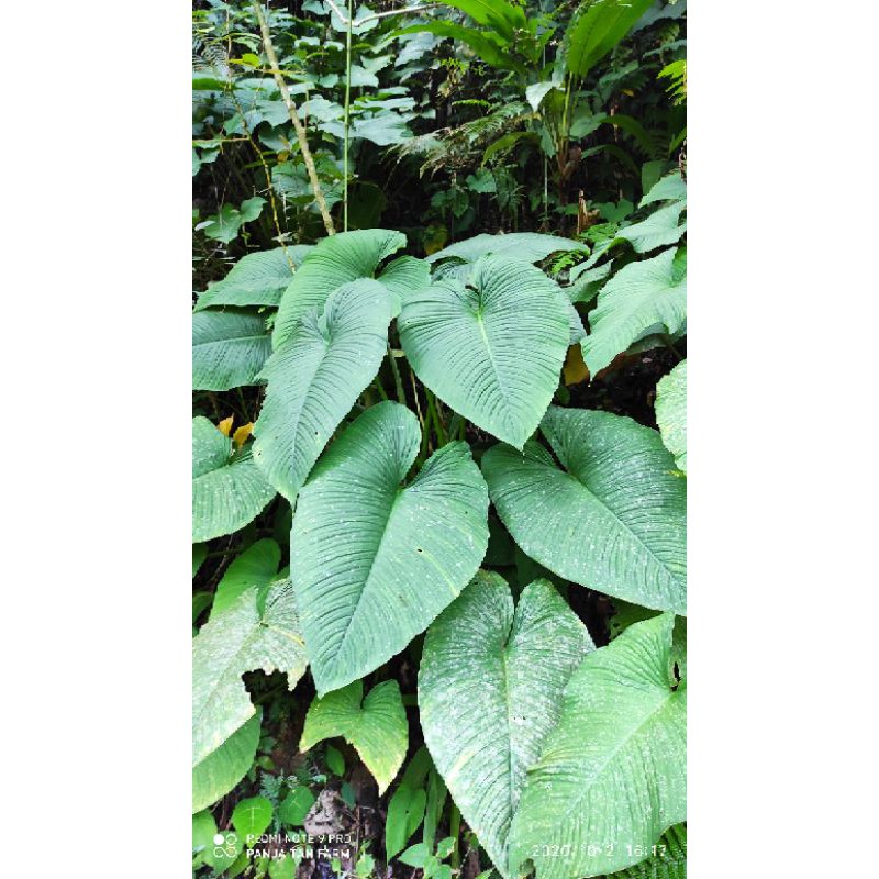 schismatoglottis sp ukuran besar