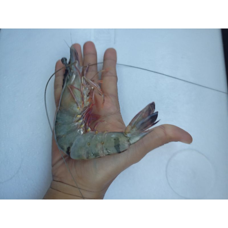

Udang Pancet Jumbo (isi 20-23) per kg