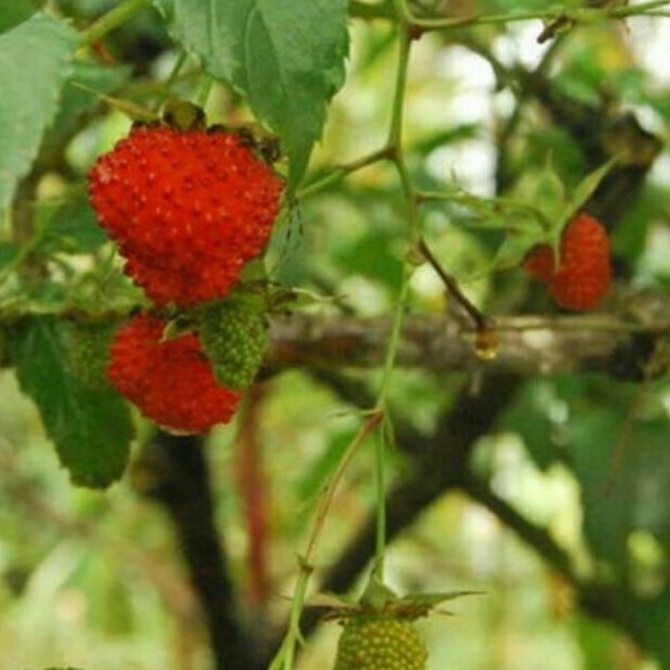 DIARY PETANI - Tanaman Arbei Hutan atau Raspberry Merah Ukuran Besar