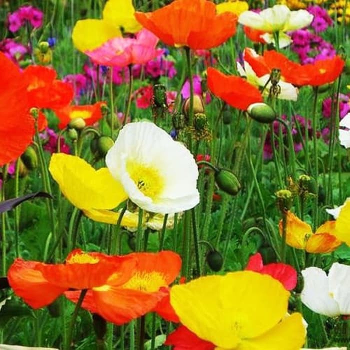 Benih Bibit Biji - Bunga Corn Poppy Mix Iceland Poppy Flower Seeds - IMPORT