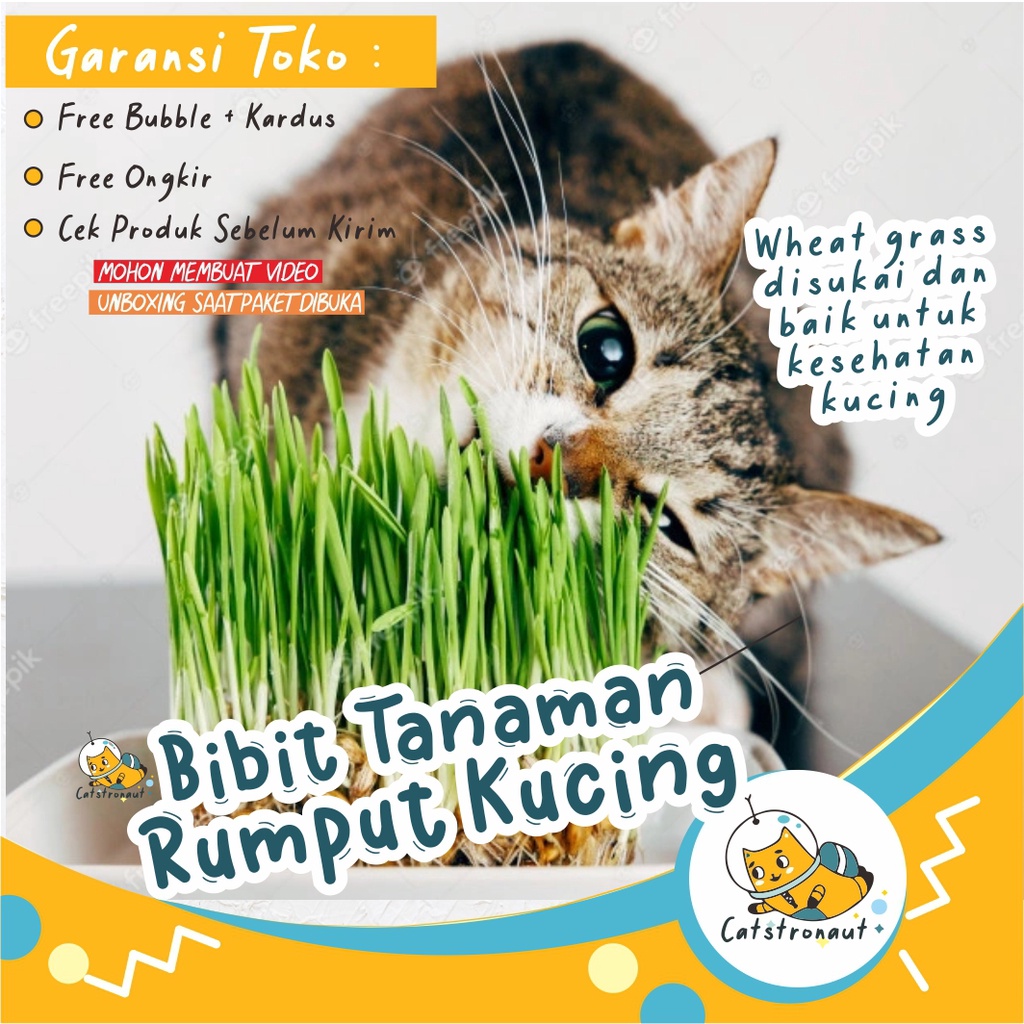 Harga Rumput Kucing Terbaru November 2021  BigGo Indonesia