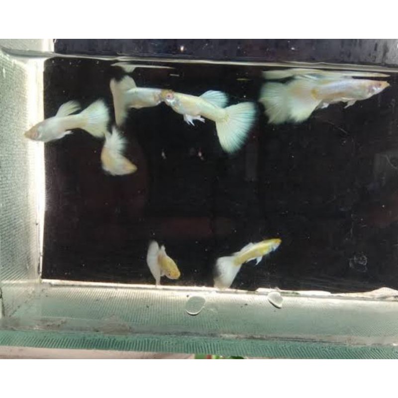 ikan guppy albino full platinum sepasang