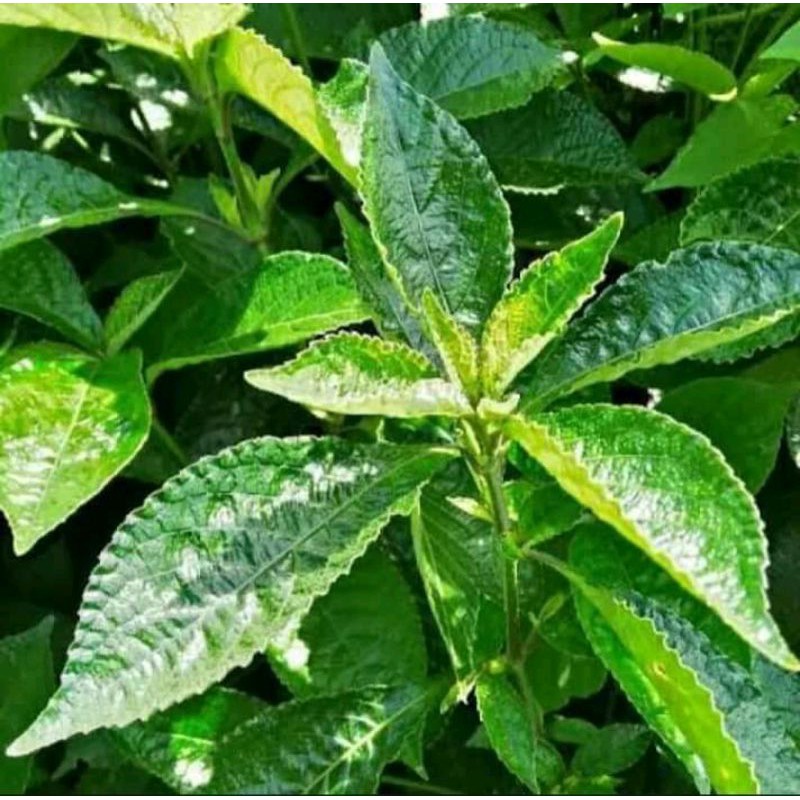 

Daun keji beling herbal 300 gram