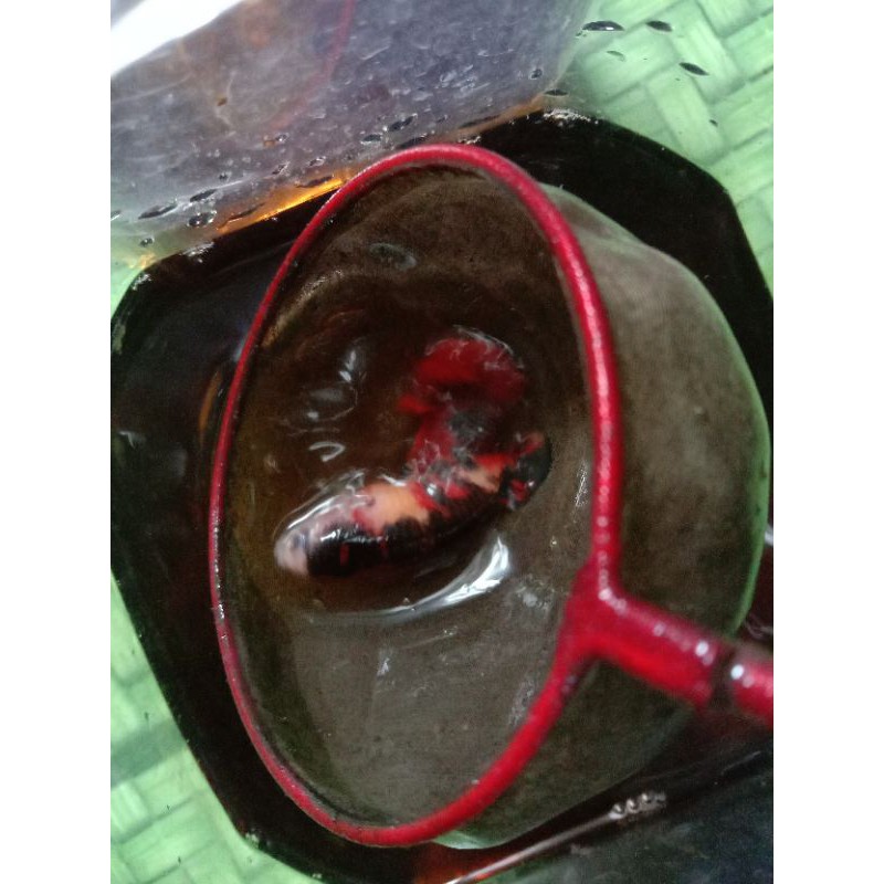 giant koi yellow dan nemo multi cooper female