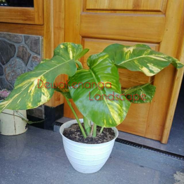 tanaman merambat sirih gading giant /sirih gading jumbo + pot