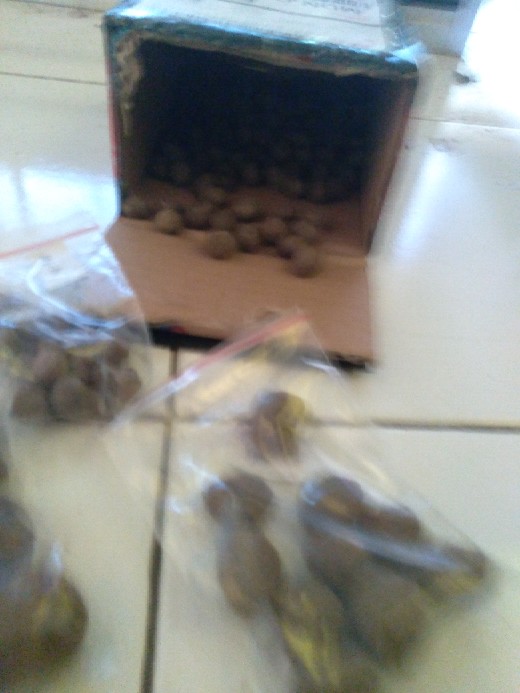 Benih Katak Porang 1000 Rupiah Perbiji