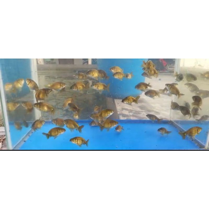 

ikan mas koki baby ranchu green