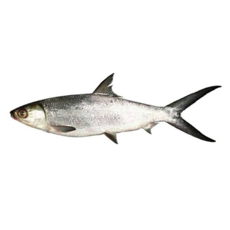 

10kg ikan bandeng utuh