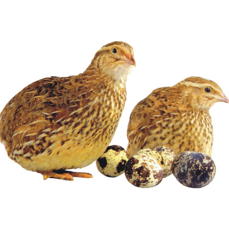 rahayufarm