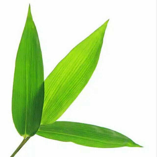 Daun Bambu Segar 1 Ikat Shopee Indonesia