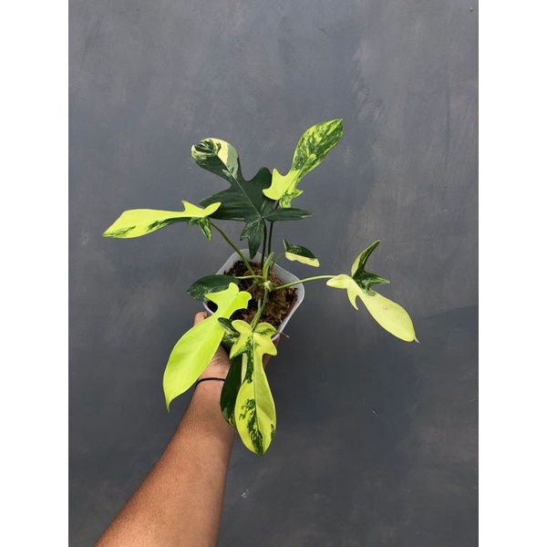 philodendron florida beauty