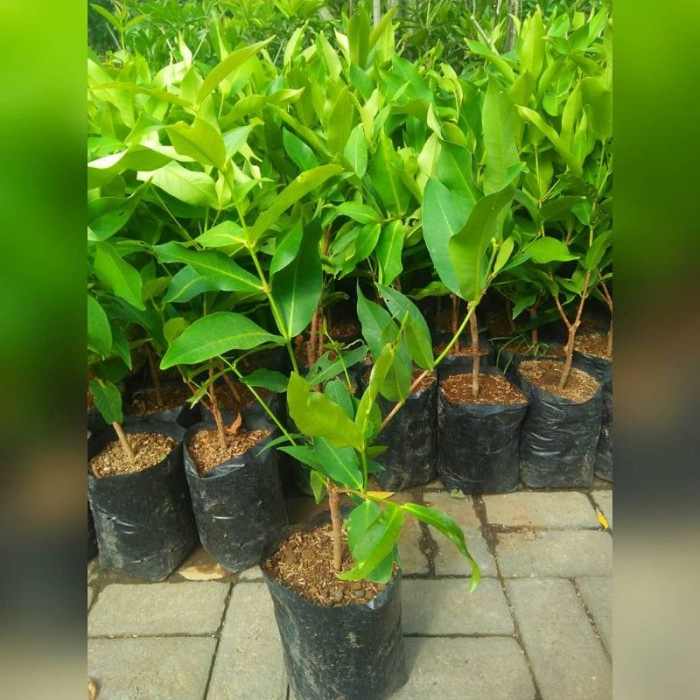 BIBIT JAMBU AIR MADU SUPER GREEN