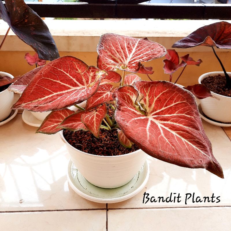 Caladium Rich of Thai/Keladi Rich of Thai (ROT). MOHON BACA DESKRIPSI DULU