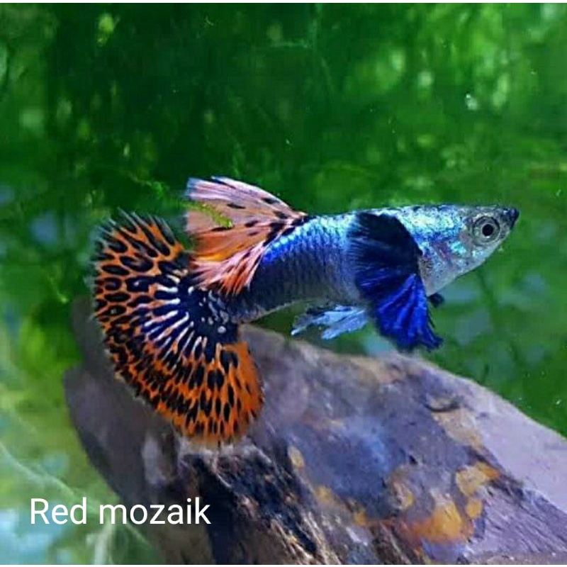 

Ikan hias guppy red mozaik dumbo ear