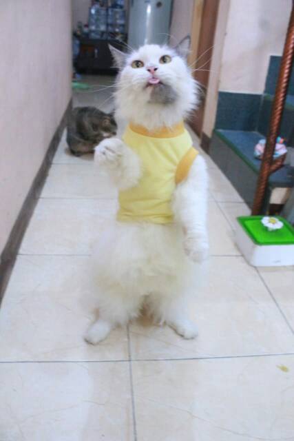 Kaos kuning untuk kucing &amp; anjing /Jual Baju Kucing Terlengkap &amp; Berkualitas size S-XL