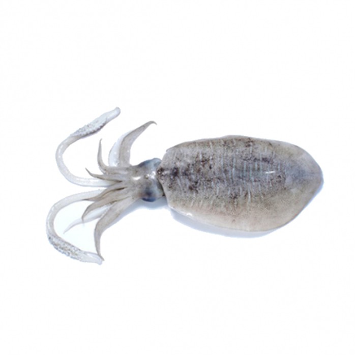 

Sotong Blekutak (Sotong Katak)