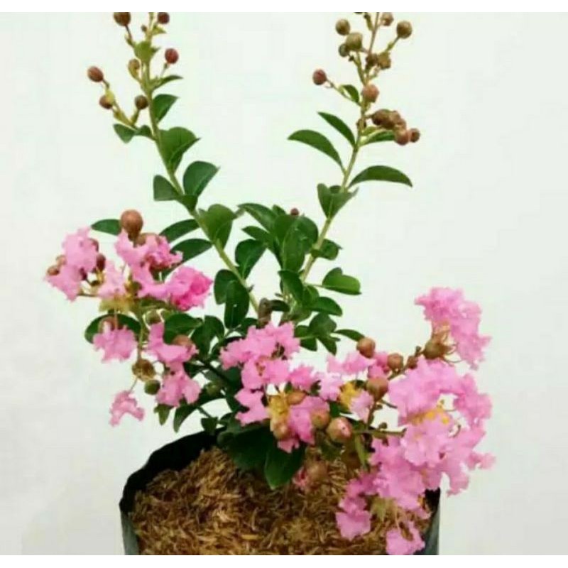 TANAMAN HIAS BUNGA SAKURA PINK (COD) TANAMAN HIAS HIDUP ASLI