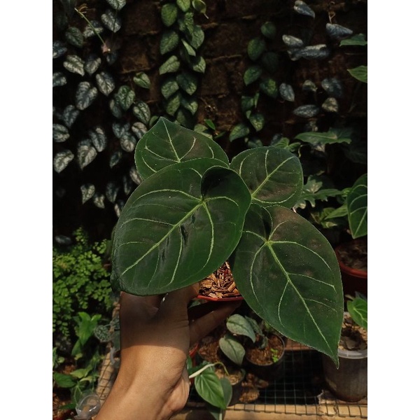 anthurium desleri drakfoam