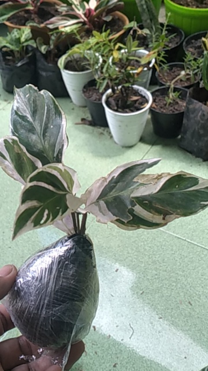 Tanaman hias calathea white fusion meranti tissue calathea Tanaman hias calathea white fusion meranti tissue calathea