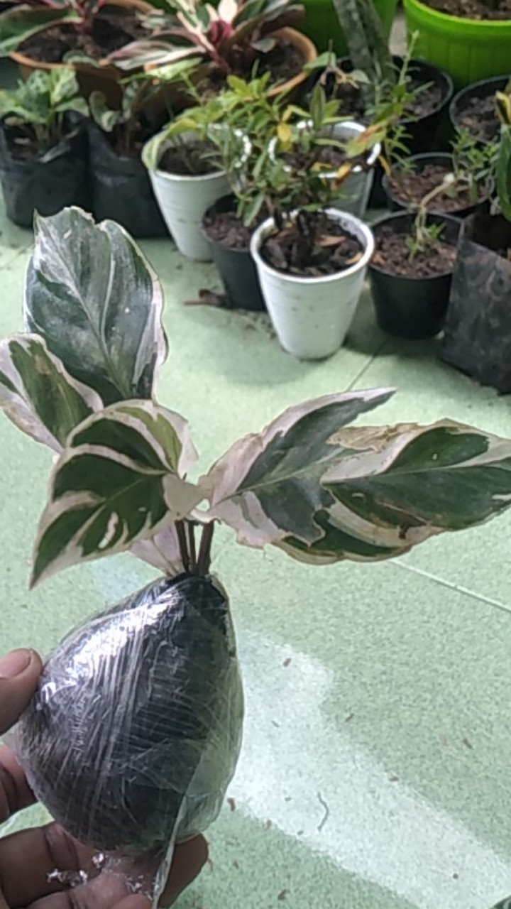 Tanaman hias calathea  white fusion meranti tissue  calathea  