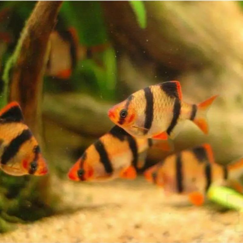 

Tiger balm sumatera / ikan hias / aquasqape