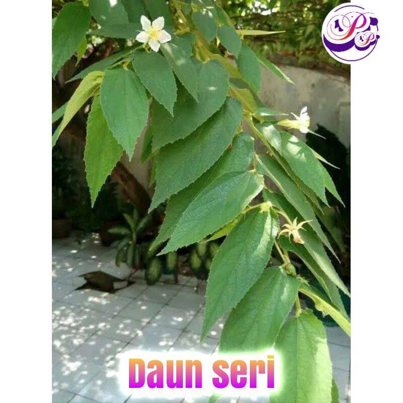 

Daun Seri /Daun kersen 500gram