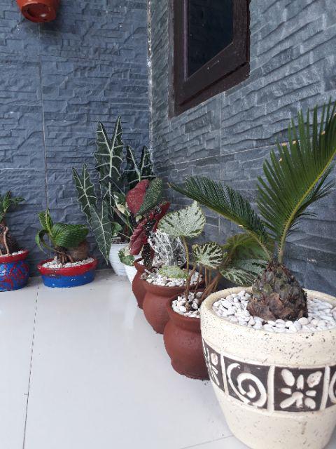 Tanaman Hias - Bibit Bunga Ande Lumut