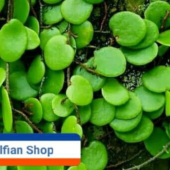 

terbaik Daun Sisik Naga / Picisan Segar 1Kg TERLARIS