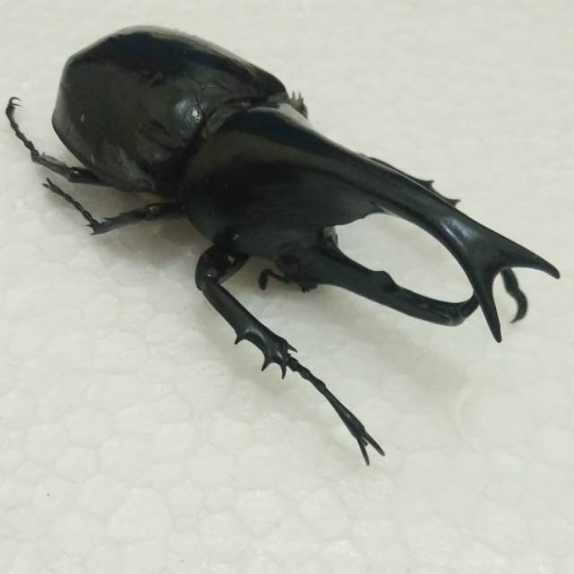 AWETAN SERANGGA ASLI / TAXIDERMY KUMBANG TANDUK GIDEON