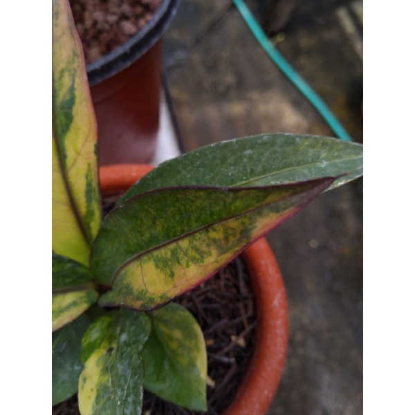 Anthurium hookeri varigata pink menor