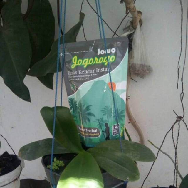 Jamu Beras Kencur Bubuk Instan Cap Jowo Jogorogo