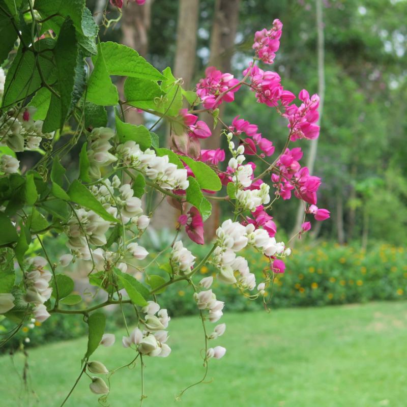 Bibit bunga AMP dewasa/Air mata pengantin/tanaman rambat