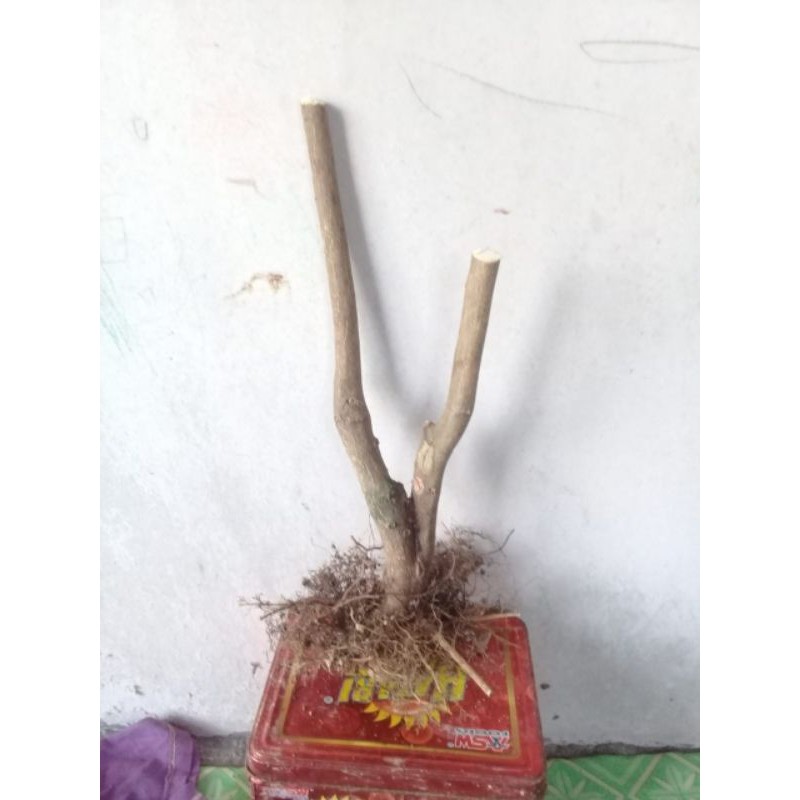 BAHAN BONSAI JERUK KINGKIT