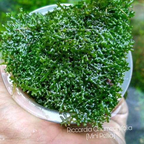 【TGP】 Moss Ricardia Mini Pelia Bahan Aquascape - Riccardia lumut aquarium