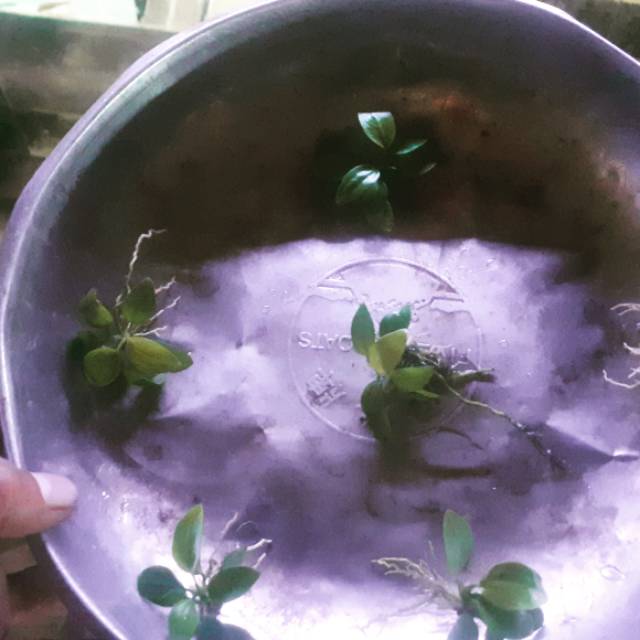Anubias