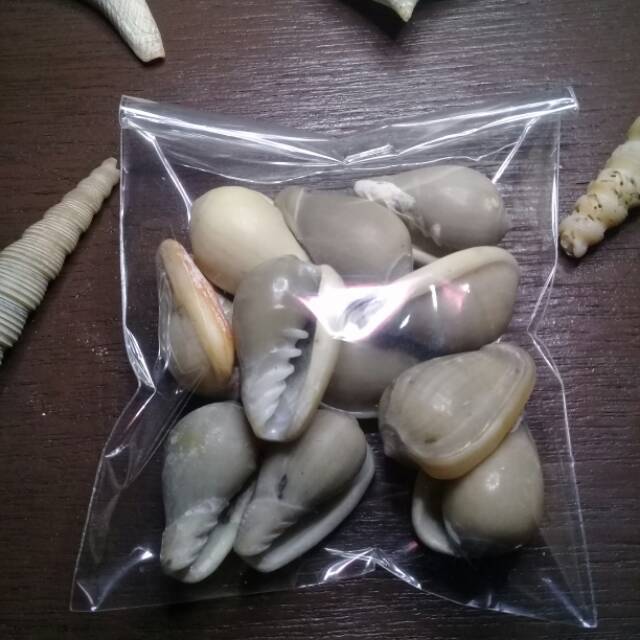 Kerang laut/kuwuk ukuran besar bahan craft