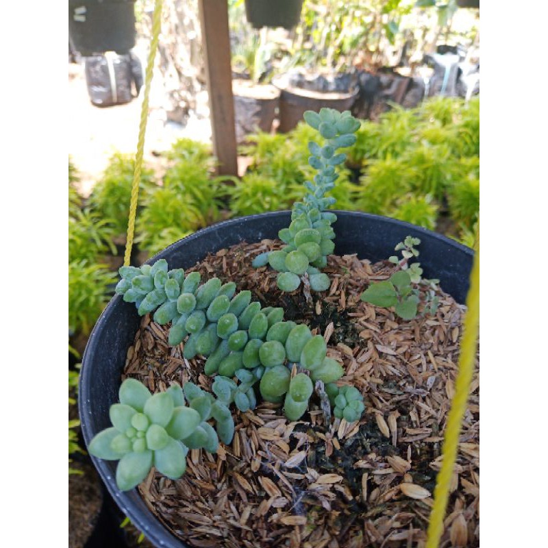 BUNGA GANTUNG MURAH (AIR MATA IBU)