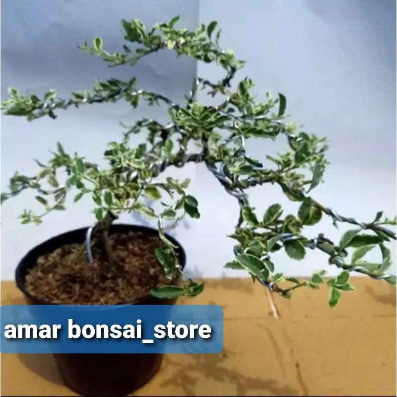 Tanaman Bonsai mini legistrum varigata - Bonsai legistrum varigata