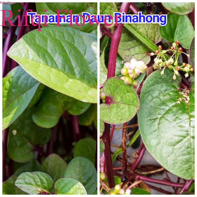 

Bibit Tanaman Binahong Merah Ungu Super Tanaman Herbal kaya manfaat tanaman pekarangan Apotik hidup Rifqi Flower