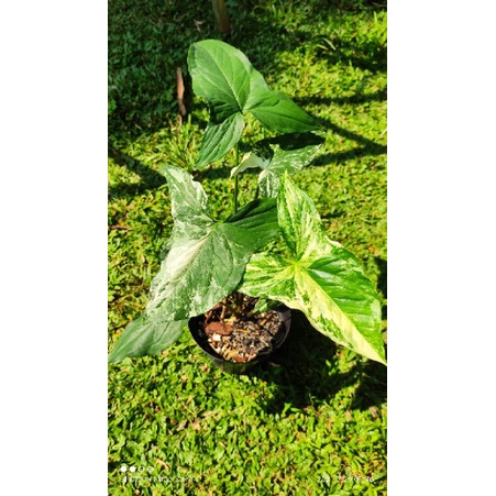 Syngonium varigata / syngonium variegata