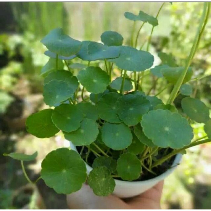 tanaman hias pegagan/tanaman hias air pegagan ples pot putih