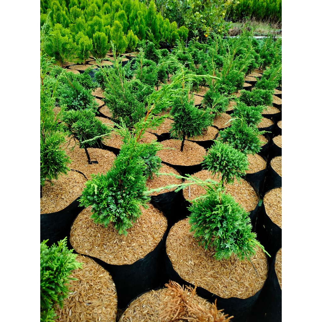 Cemara Sinensis - Juniperus Chinensis - Cemara Cina - Tanaman Hias - Bahan Bonsai
