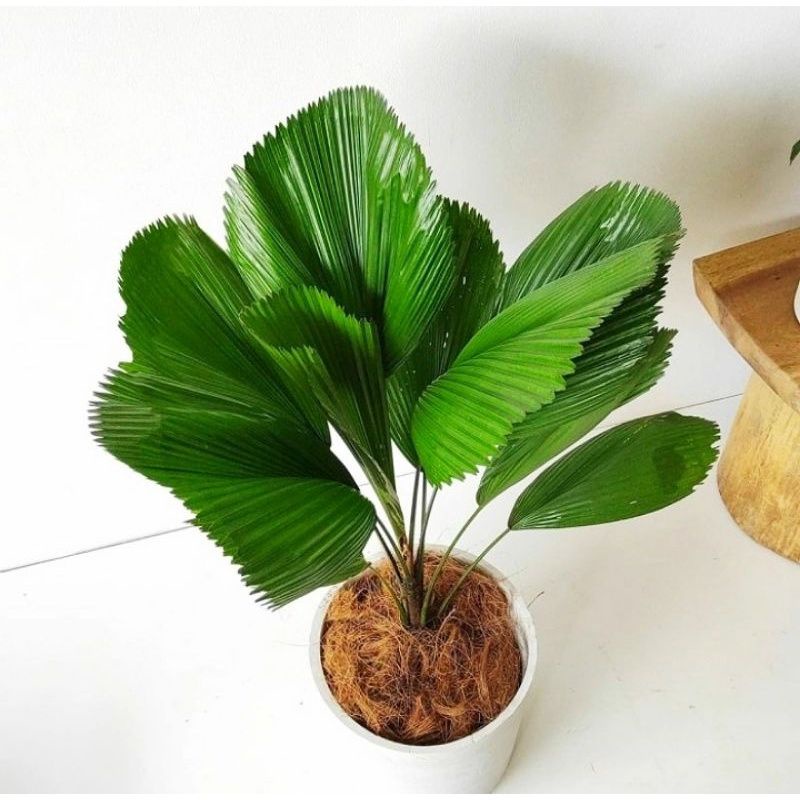 Tanaman Hias Palem Kol Murah / Tanaman Hias Hidup Palem Kol / tanaman hias palem kol / tanaman hias 