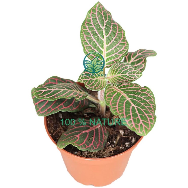 Tanaman Hias Bunga Fittonia pink  (Fittonia albivenis) - Tanaman Hias Bunga Daun Fittonia - Bibit Bu