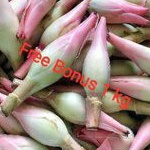 

Kecombrang | Bunga Kecombrang | Kincung 250 gr + Gratis Bonus