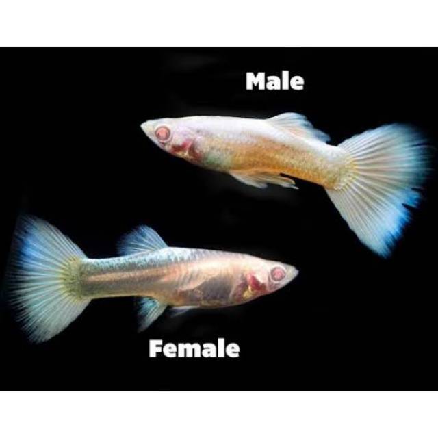 Ikan Guppy albino full platinum pasangan